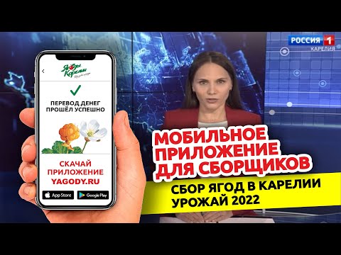 Ягоды Карелии. Мобильное приложение. Сбор ягод в Карелии 2022. Репортаж 