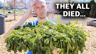 5 DEADLY Mistakes Growing SEEDLINGS and TRANSPLANTING into the Garden
