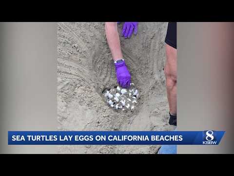 First known sea turtle nest in California leads to rescue of more than 200 eggs