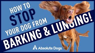 Our Top 5 Tips For BARKING and LUNGING Dogs!