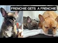 Frenchie Gets A Puppy Frenchie