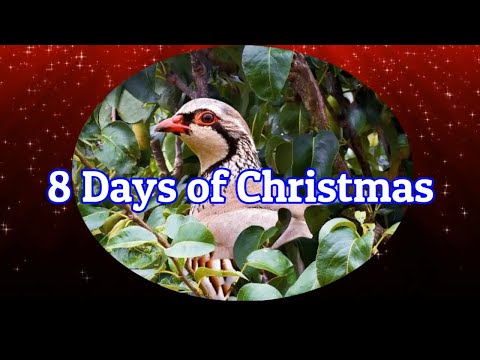8-days-of-christmas-with-vocals