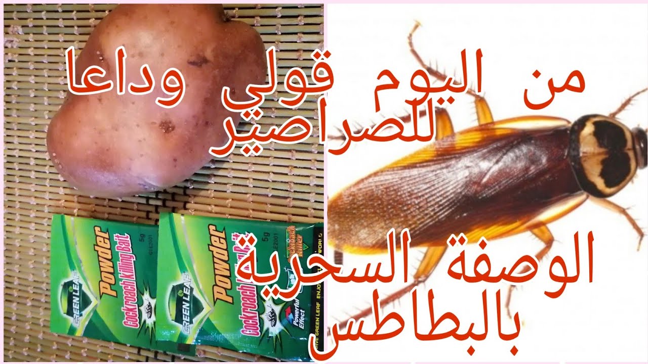 عندك بطاطا قولي وداعا للصراصير بهاذ الوصفة السحرية مغاديش تشوفيه يدور عندك فالدار/قرلو/سراق الزيت