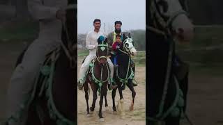 Raju(Mushka) and Numberdar(Kumaid) Oriental Horses of Pakistan