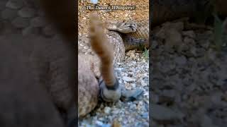 Rattlesnake in slow motion!