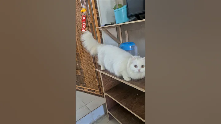 Video 11873001: persian cat, cat kitten, kitten hunting, cute kitten, meow