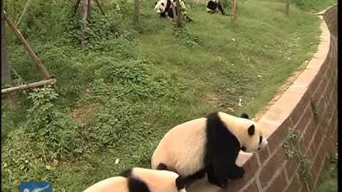 Two giant pandas selected for Macao