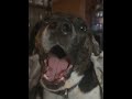 Introducing Skeeter - Rescue Dog - Paws and Tails Sanctuary Animal Rescue