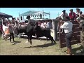 Monta de Vacunos 🐂🤠 Jineteadas de vacas Fiesta del Ternero 2020 #vacas #cows #monta #rural #campo