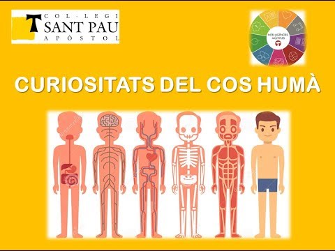 Vídeo: Quin és el múscul més fort del cos humà?