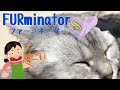 FURminator（ファーミネーター）を愛猫に使ったらすごかった！笑