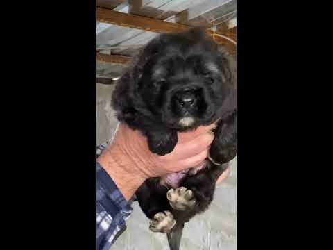 +995 555 73 40 73 კავკასიური ნაგაზი, Caucasian (GEORGIAN) Shepherd - kavkasiuri nagazi