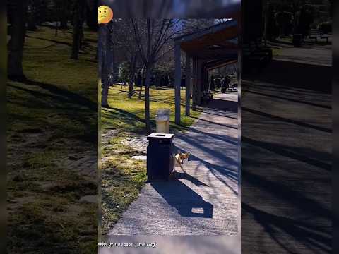 Проверка😃 #собака #смешно#юмор #смешноевидео#прикол#fai#смех #приколы#смешные #жизнь#жиза#вода#dog