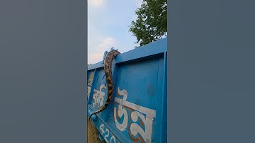 Indian Rock Python Snake #youtubeshorts #shortsvideo #trending