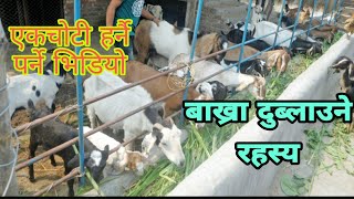 बाख्रा को विर्दी विकास नहुने मुख्य ९ कारण||Best reason for poor growth of goat.