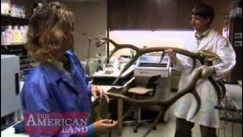 Wildlife CSI | This American Land