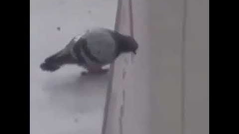 Original Tiktok Wee meme [me voy a matar weeee] (Read the description for the translation)