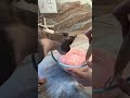 Unsupervised? Never. Peach sourdough mixing ft Pluto 🍑🐱