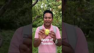 Apple of Turosko #apple_tree