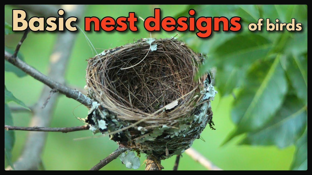 Basic nest designs of birds - YouTube