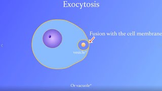 Exocytosis Animation (with a real Paramecium!) by BioMan Biology 32,422 views 2 years ago 1 minute, 11 seconds