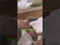 TRAVESURAS DE MIS AGAPORNIS. Primeros días de Verdi y Rubí en la nueva casa