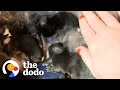 Woman Rescues 2 Bunnies And Ends Up With 10 | The Dodo Adopt Me!