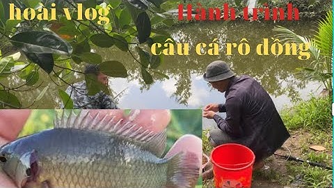 Câu Cá Rô Đồng - Cá Trê / Tại rừng U-Minh / giựt mõi tay | hoài vlog