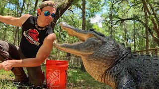 How much does a gator eat a day??