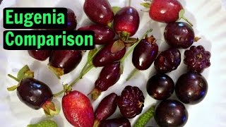 Eugenia Comparison Cherry Of The Rio Grande, Savanah Cherry, Pitanga Weird Fruit Explorer Ep 193