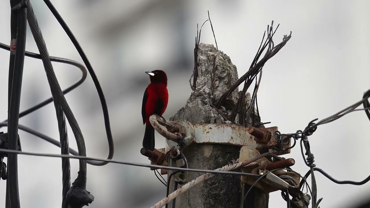 Crimson-backed Tanager Singing