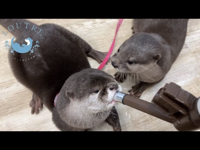 VIDEO. Des nouvelles du bébé loutre de mer rescapé - Sciences et