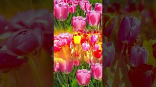 С Днём Рождения! 🎉 Короткое, но душевное поздравление 💐 #видеопоздравление #цветы #сднемрождения