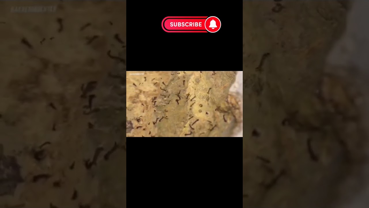 هكذا يبدو علق الماء.