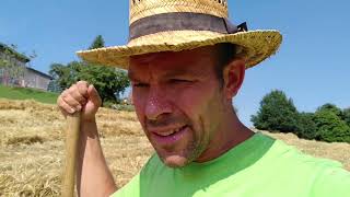 Ur-Dinkelernte 2022 Auf Dammanbau Bodenbonitur Nach Dammkultur