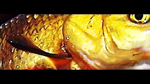 Qual è il pesce più caro al chilo?