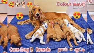 😇💥 Trending New Dog Breeds🐕 - With Puppies Sales🐶 Part - 14 || Cute video 😍 #pets #puppy #dog #dogs