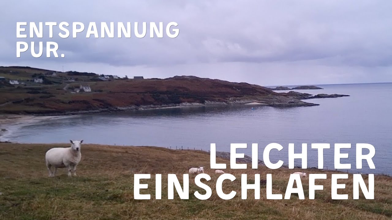 ZUM EINSCHLAFEN: Schottische SCHAFE schauen.🐑 20 Min. Schafe schauen #entspannung #einschlafen #ruhe