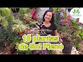 10 Lindas Plantas de Sol Pleno