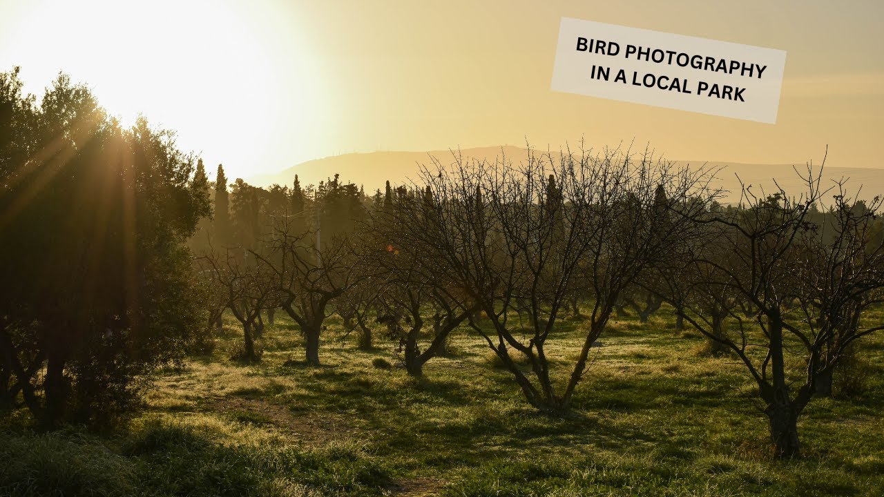 BIRD PHOTOGRAPHY | NIKON D5600 in a local park.