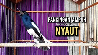 kacer gacor NGEPLONG tarung ini paling ampuh buat PANCINGAN KACER agar EMOSI kacer gacor NGEPLONG tarung ini paling ampuh buat PANCINGAN KACER agar EMOSI
