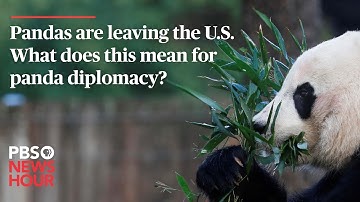 WATCH: Pandas are leaving the U.S. What does this mean for panda diplomacy?