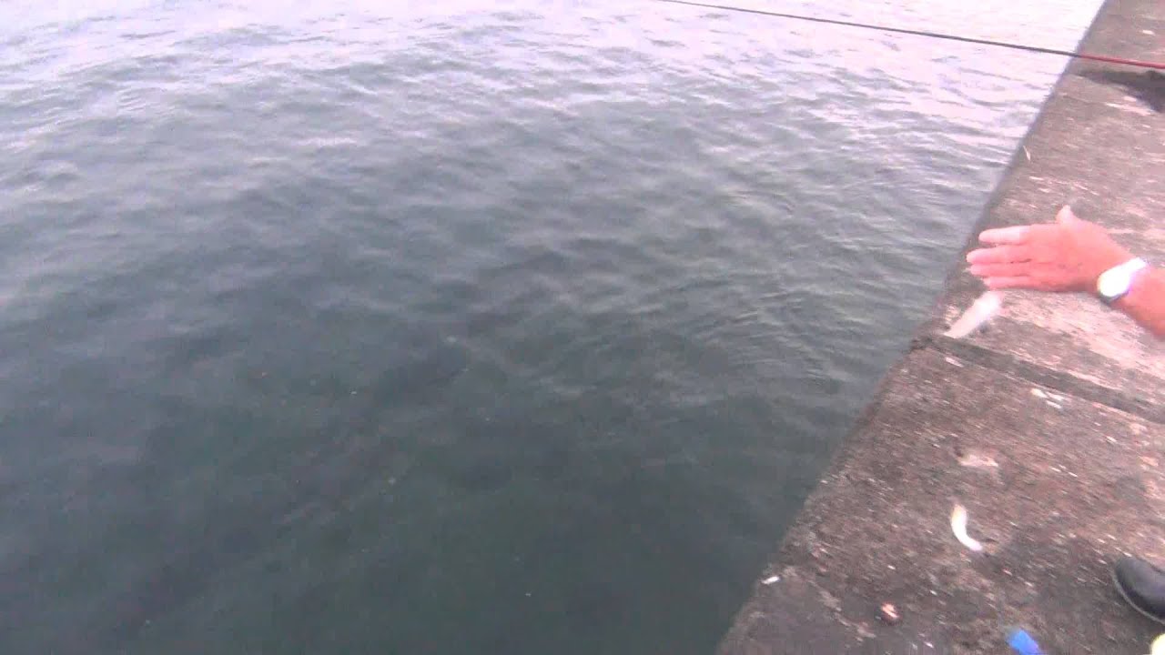 漁港や防波堤からアジやイワシを手軽に楽しめるサビキ釣りをしよう Prummy Angler
