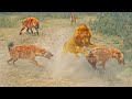 Dramatic Rescue by Hyenas after a Lion Catches one