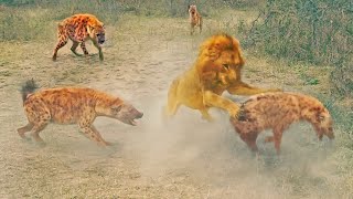 Dramatic Rescue By Hyenas After A Lion Catches One