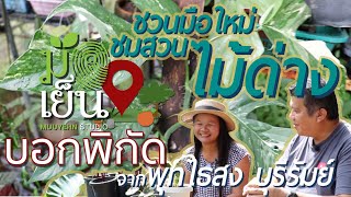 ชวนมือใหม่เลาะสวนชมไม้ด่าง ไม้ใบสวยหลายสิบต้น ที่พุทไธสง บุรีรัมย์ มือเย็นบอกพิกัด