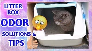 TIPS FOR CONTROLLING LITTER BOX ODOR in your Home | Ashby the grey cat by Ashby the grey cat 505 views 3 years ago 4 minutes