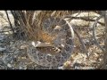 Western diamondback rattlesnake wakes up suddenly