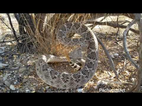 Video: Pygmy rattlesnakes nyob qhov twg?