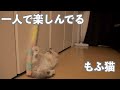 ひたすら一人で猫じゃらしと遊ぶもふ猫